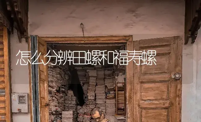 怎么分辨田螺和福寿螺 | 植物知识