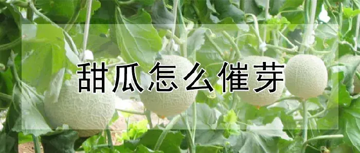 甜瓜怎么催芽