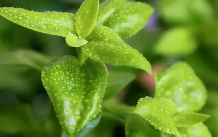 穿心莲种植技术 应该如何去种植穿心莲？