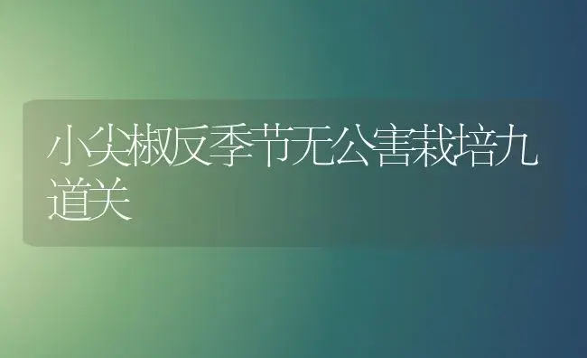 小尖椒反季节无公害栽培九道关 | 植物科普