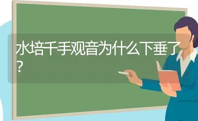 水培千手观音为什么下垂了？ | 植物问答