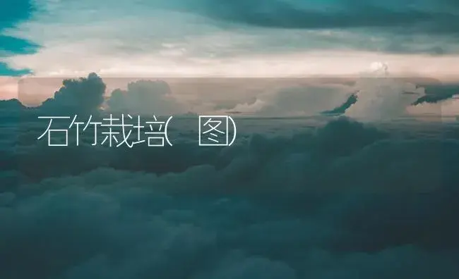 石竹栽培(图) | 植物知识