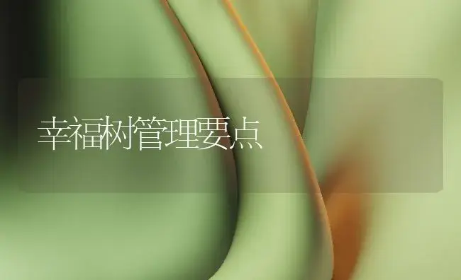 幸福树管理要点 | 植物知识