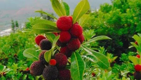 杨梅树的种植技术修剪