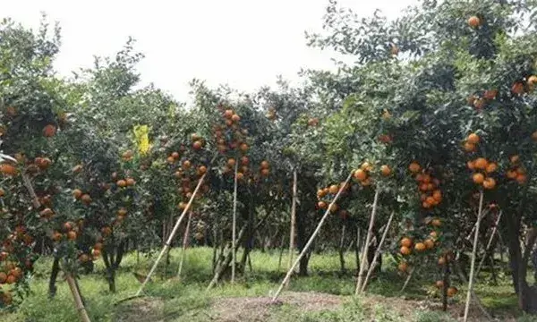 沃柑的种植对地区有什么要求