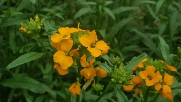 桂竹香好种吗 桂竹香种植方法与注意事项