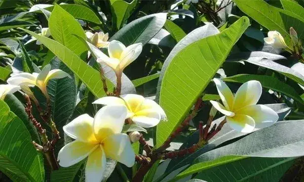 鸡蛋花叶子发黄的原因