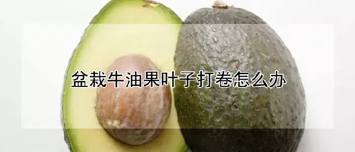 盆栽牛油果叶子打卷怎么办