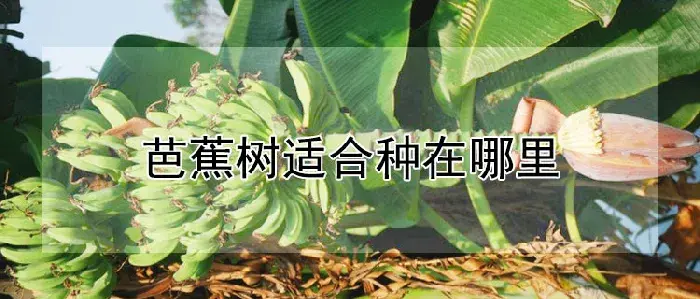 芭蕉树适合种在哪里