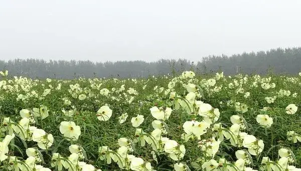 蜀葵种子什么时候种（几月） 蜀葵种子的种植方法