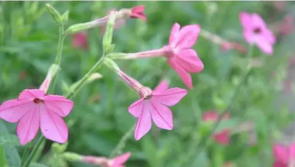 花烟草怎么种 花烟草种植方法与注意事项