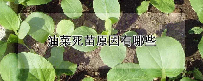 油菜死苗原因有哪些