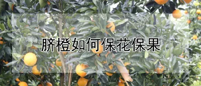 脐橙如何保花保果