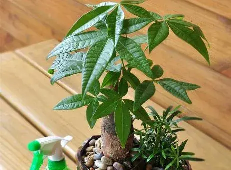 小发财树怎么养 如何盆栽养好发财树