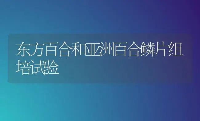 东方百合和亚洲百合鳞片组培试验 | 植物科普