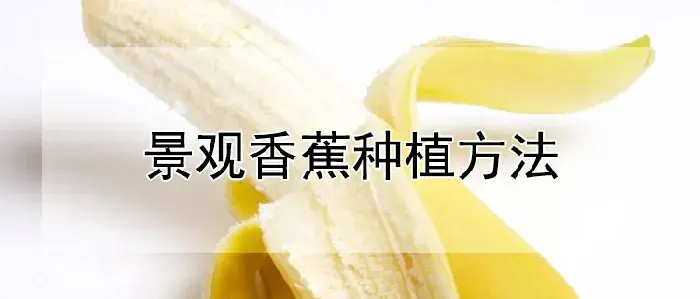 景观香蕉种植方法
