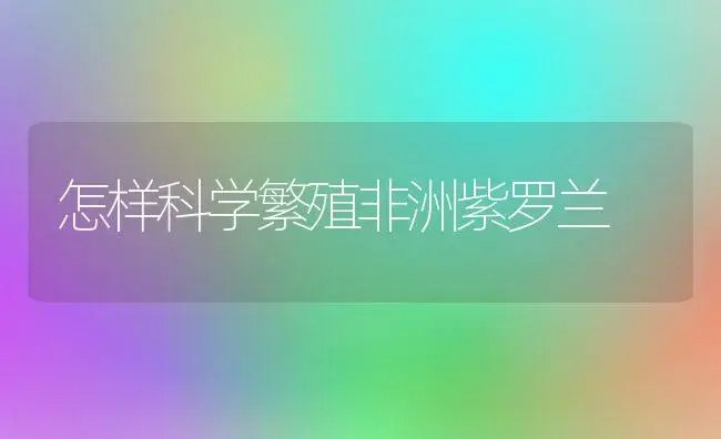 怎样科学繁殖非洲紫罗兰 | 植物知识
