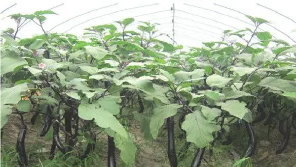 春季茄子种植管理要点