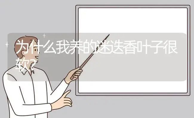 为什么我养的迷迭香叶子很软？ | 植物问答