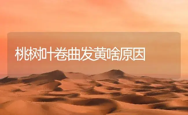 桃树叶卷曲发黄啥原因 | 植物百科