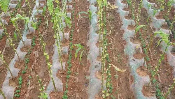 豌豆怎么种 豌豆种植技术与注意事项