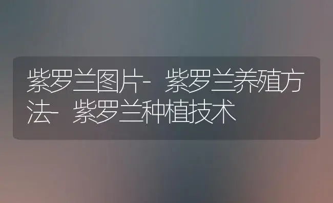 紫罗兰图片-紫罗兰养殖方法-紫罗兰种植技术 | 植物知识