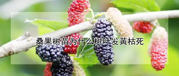 桑果树苗为什么树叶发黄枯死