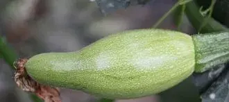 蔬菜激素中毒、畸形果多怎么办？