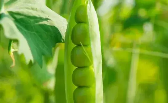 豌豆在家怎么种