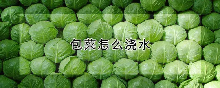 包菜怎么浇水