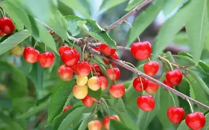 种植樱桃提高坐果率的方法