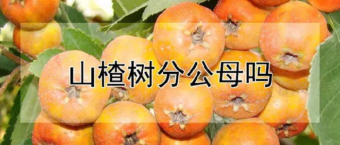 山楂树分公母吗