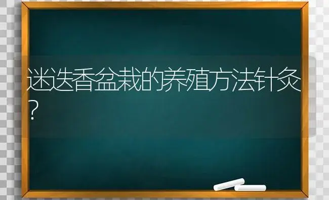 迷迭香盆栽的养殖方法针灸？ | 植物问答