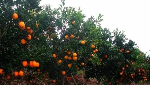 2018种脐橙赚钱吗？脐橙种植的利润与投资成本及前景预测