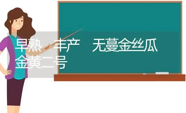 早熟 丰产 无蔓金丝瓜 金黄二号 | 植物科普