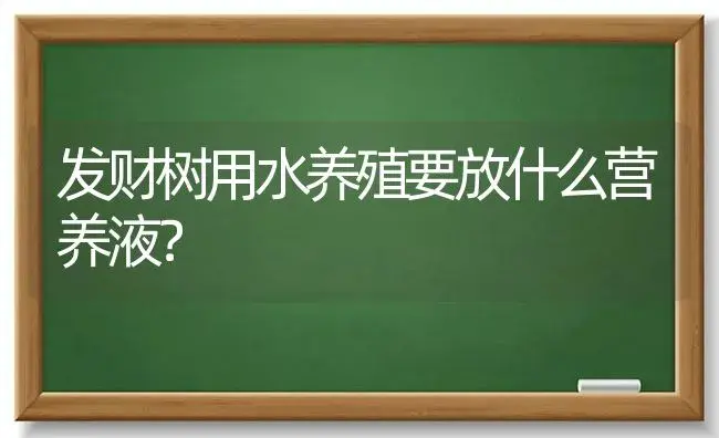 发财树用水养殖要放什么营养液？ | 植物问答