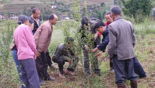 石榴种植时间