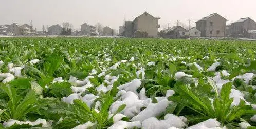 2017种雪菜赚钱吗？2017种雪菜前景及市场价格行情分析