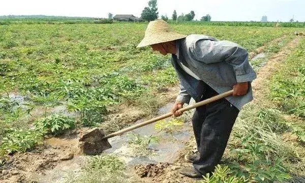 芝麻浇水时间怎么把握