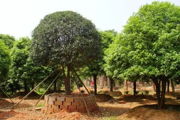 种植什么树木前景好？观赏型加工型经济效益型