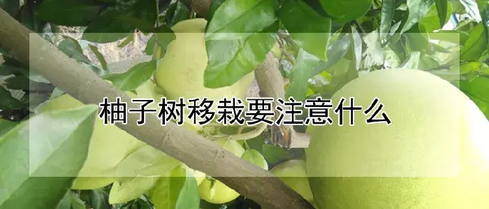 柚子树移栽要注意什么