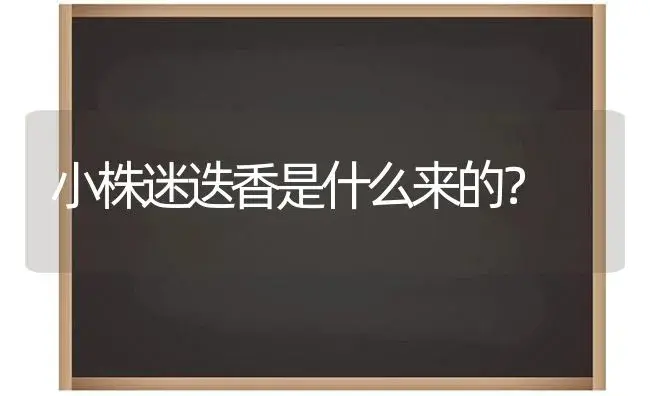 小株迷迭香是什么来的？ | 植物问答