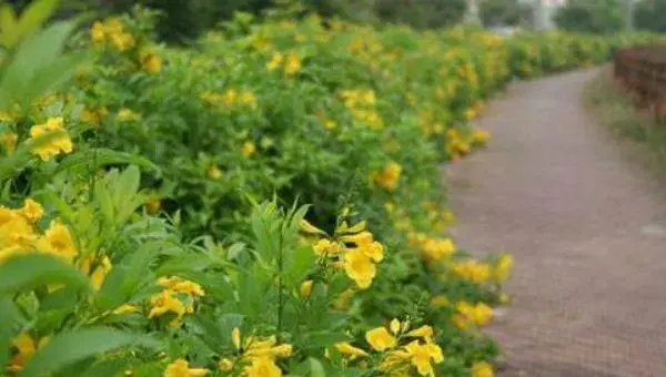 黄钟花怎么种 黄钟花种植方法与注意事项