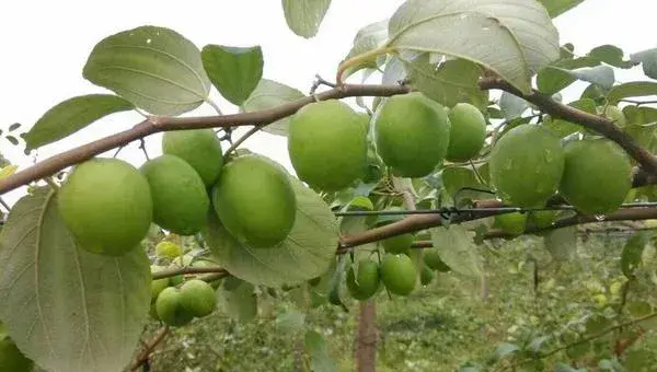 青枣种植技术 青枣几月份成熟（上市时间）