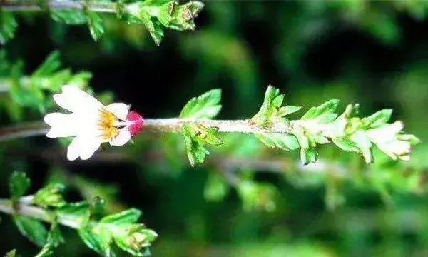 小米草的种植方法