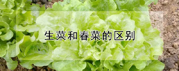 生菜和春菜的区别