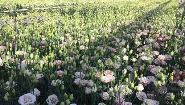 洋桔梗的种植方法及产量 桔梗什么时候播种