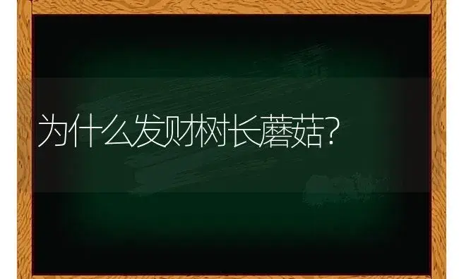 为什么发财树长蘑菇？ | 植物问答