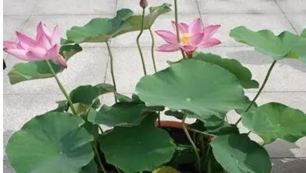 盆栽荷花怎么养 荷花盆景养殖方法与注意事项