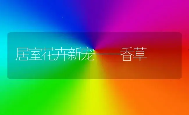 居室花卉新宠——香草 | 植物科普